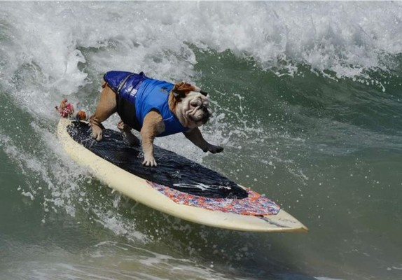 Perros surfistas invaden las playas de California