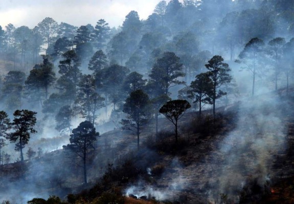 Honduras pierde al año 78,000 hectáreas de bosque