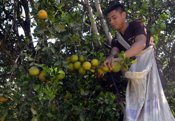 Sonaguera, la capital del cítrico y la fe mariana