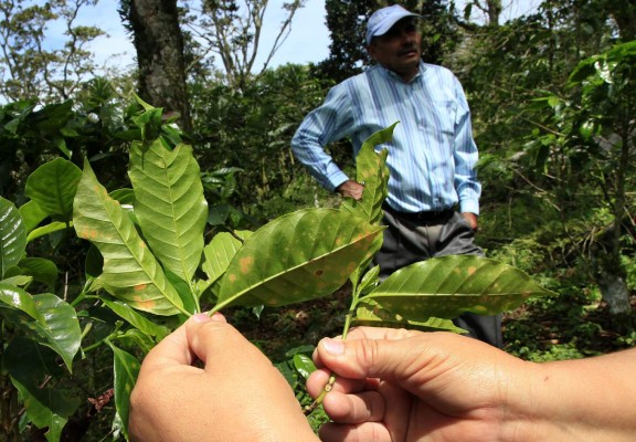 España aportará $1.6 millones a cafetaleros de Honduras