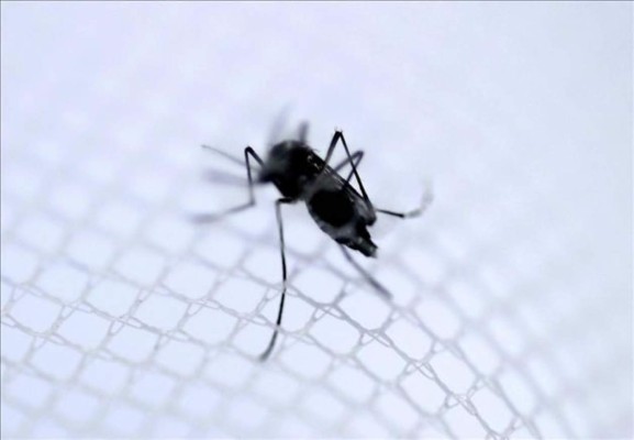 Chikungunya ya deja 21 muertos y 4,756 infectados en Latinoamérica