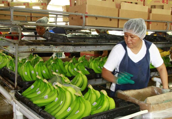 El banano se suma a productos afectados por fenómenos climáticos