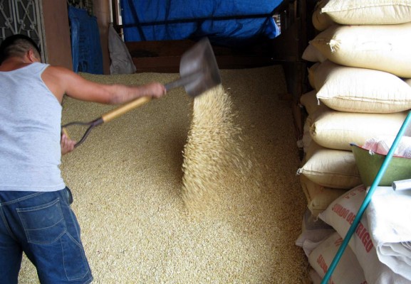 Productores esperan caída de 40% en producción de granos