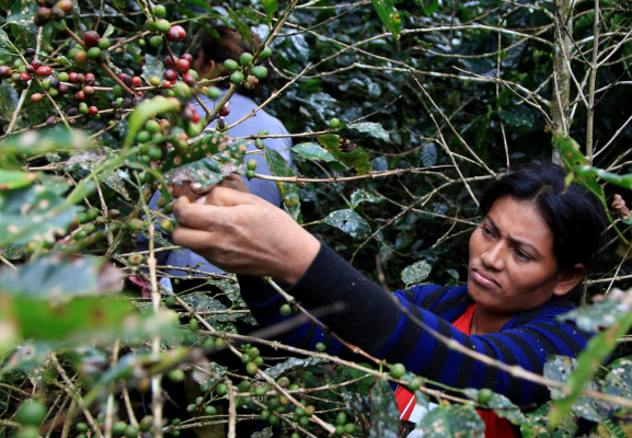 La crisis por la roya podría extenderse dos o tres años más