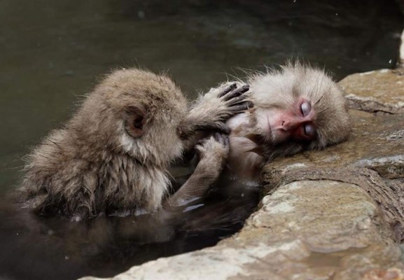 Los populares 'monos de nieve' japoneses alivian su estrés con aguas termales