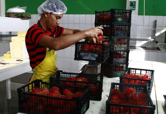 Prevén crecimiento de 40% en la producción de rambután hondureño
