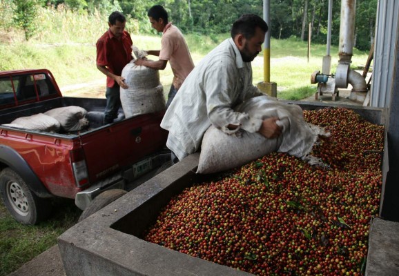 Caficultores esperan exportar $1,500 millones