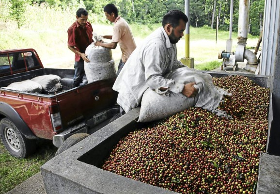 Se agudiza la caída en la exportación de café en América Latina