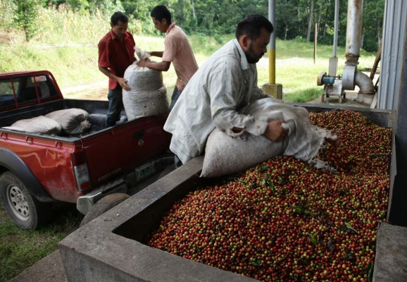 Exportación de café ya suma 4.1 millones de quintales