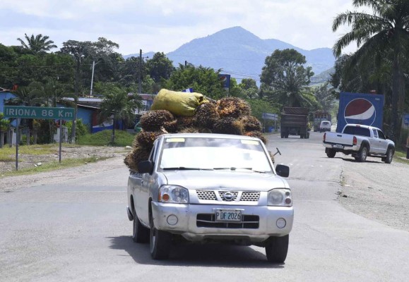 Corredor agrícola da impulso al Aguán en Honduras