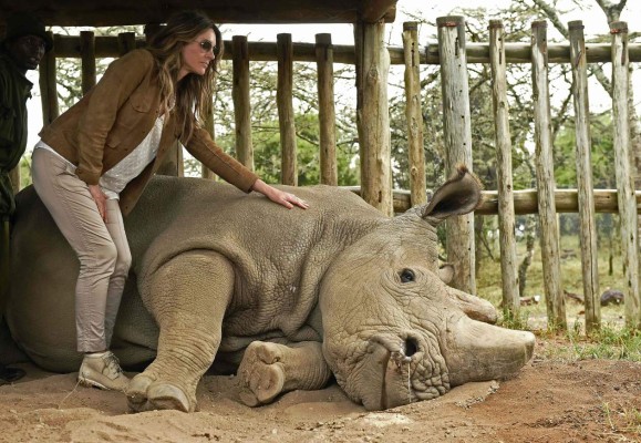Muere Sudan, el último macho de rinoceronte blanco