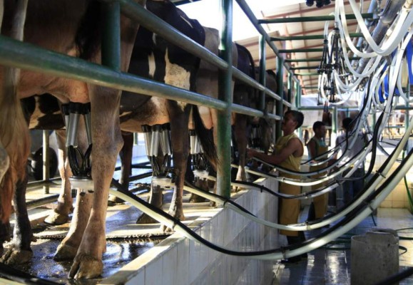 Verano provoca disminución del 40% en la producción de leche