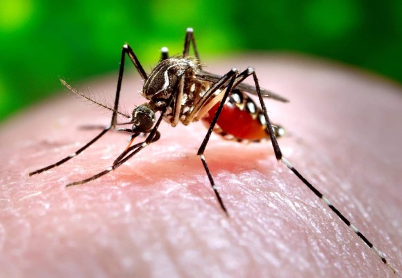 Grupo OPSA y Gobierno unidos contra dengue y chikungunya