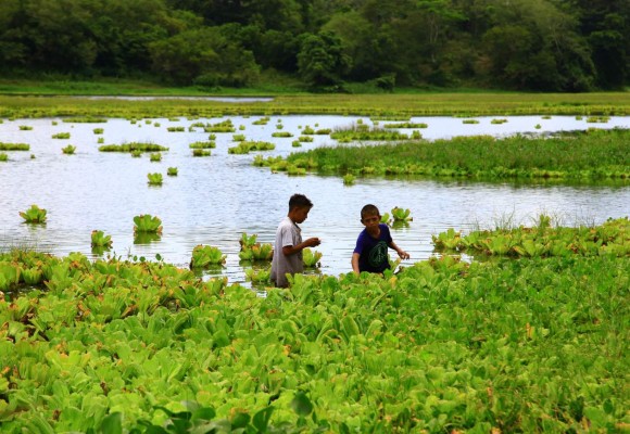 Alcaldía de San Pedro Sula busca recuperar la Laguna de Jucutuma