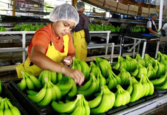 Ingresos por exportaciones de bananos hondureño crecieron 2.7 % en 2017