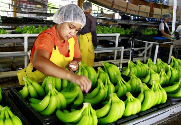 Exportación de banano, aceite y camarón representa el 25%