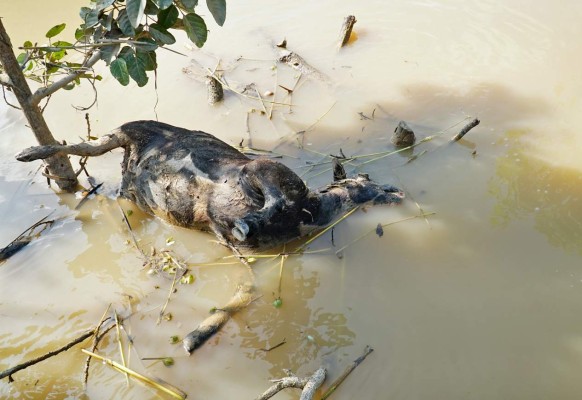 Temen epidemias en Choloma por miles de animales muertos