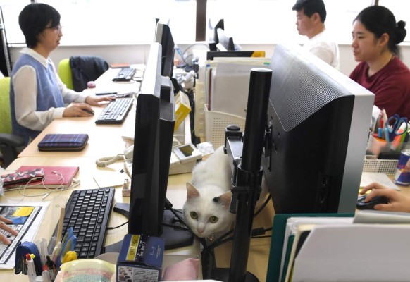 This May 16, 2017 picture by AFPBB News shows a cat at an IT office in Tokyo.Workaholic Japan is known for long office hours and stressed out employees, but one company claims to have a cure: Cats. / AFP PHOTO / AFPBB News / YOKO AKIYOSHI / - Japan OUT / -----EDITORS NOTE --- RESTRICTED TO EDITORIAL USE - MANDATORY CREDIT 'AFP PHOTO / AFPBB NEWS / YOKO AKIYOSHI ' - NO MARKETING - NO ADVERTISING CAMPAIGNS - DISTRIBUTED AS A SERVICE TO CLIENTS