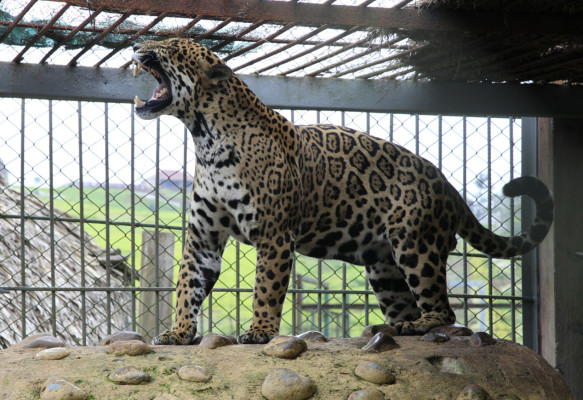 Zoológico Joya grande, un paraíso en crisis por falta de ingresos