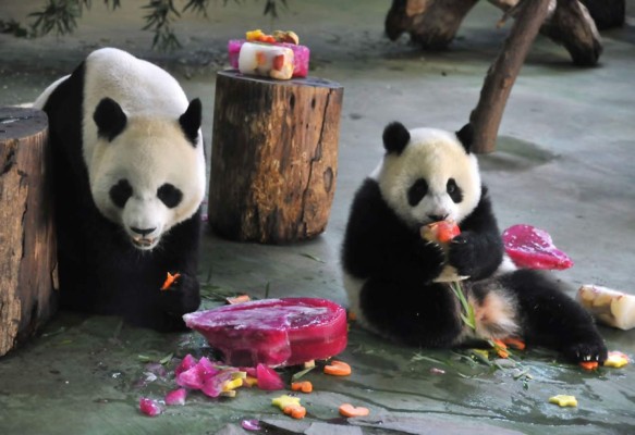 La panda más famosa celebra su primer cumpleaños