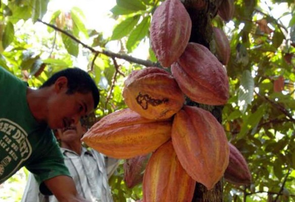 Producción de cacao subirá a 2,500 toneladas