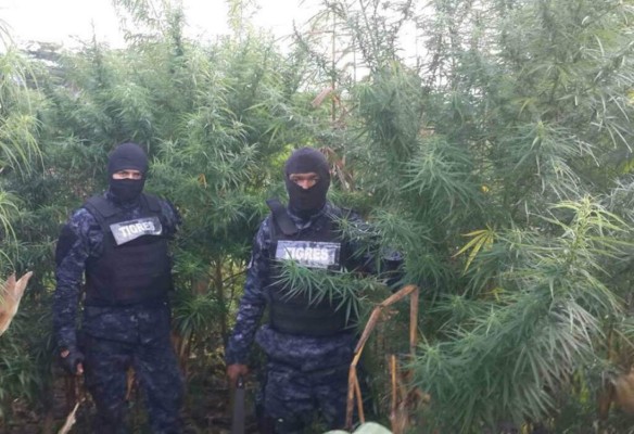 Policía de Honduras ha hallado 15,880 plantas de marihuana en tres semanas
