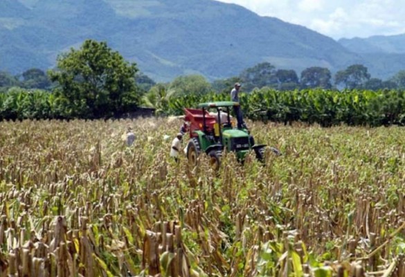 Agricultura hondureña aún depende de cultivos estacionales