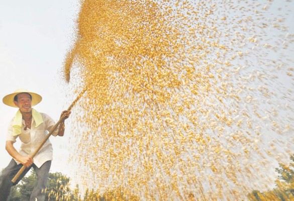 La gran cosecha de China presiona el mercado internacional de los granos