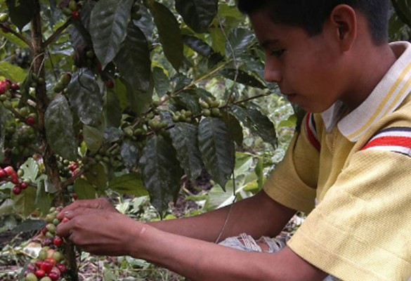 Exportarán 5.5 millones de quintales de café