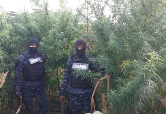 Decomisan 3,500 plantas de marihuana en Honduras