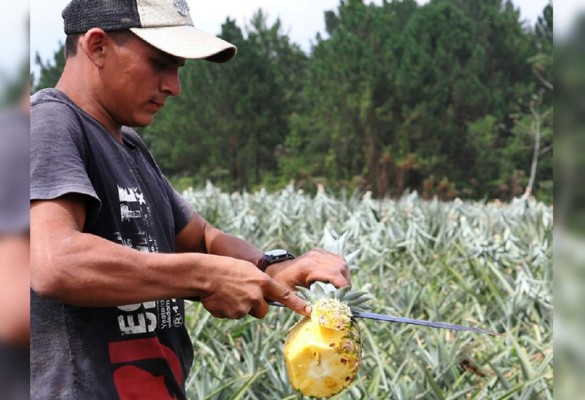 Honduras: Campesinos de Santa Cruz abrirán fábrica de envasado de jalea de piña