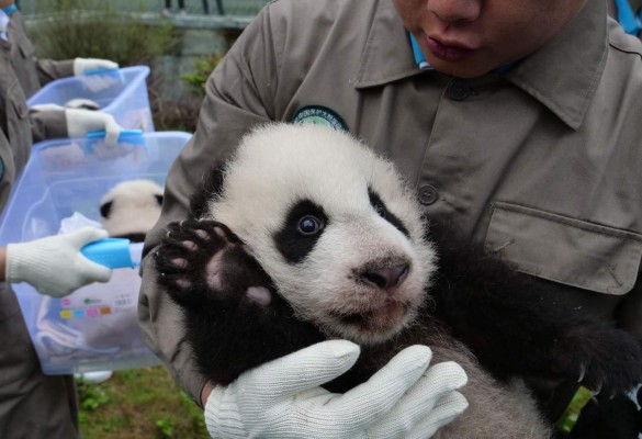 This picture taken on October 13, 2017 shows a panda keeper holding a panda cub at the Shenshuping Base of China Conservation and Research Centre of the Giant Panda in Wenchuan in China's southwestern Sichuan province. / AFP PHOTO / STR / China OUT