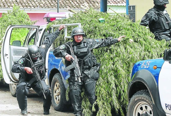 Decomisan 3,500 plantas de marihuana en Honduras