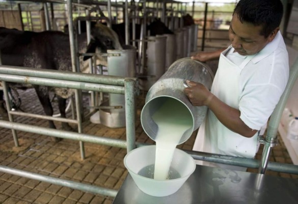 Los precios globales de la leche caen por un auge en las exportaciones