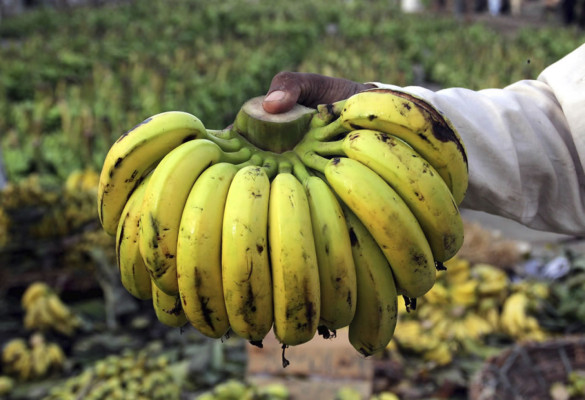 La fusión de Chiquita y Fyffes coincide con la amenaza a las plantaciones de banana