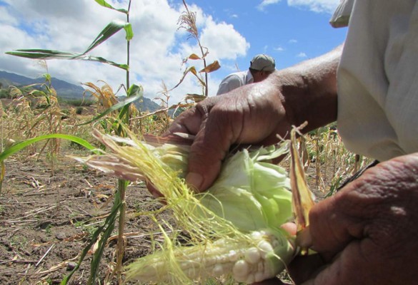 Plagas y sequía le pasan factura a los productores de Honduras