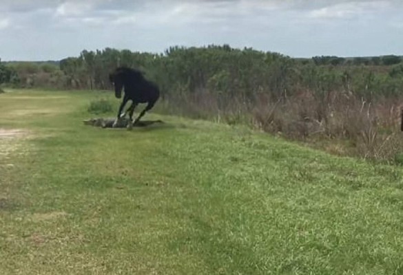 Caballo ataca a cocodrilo en Florida y se lleva la peor parte