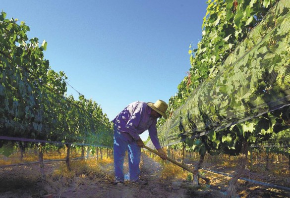 La inflación ahoga el auge de la exportación de vinos en Argentina