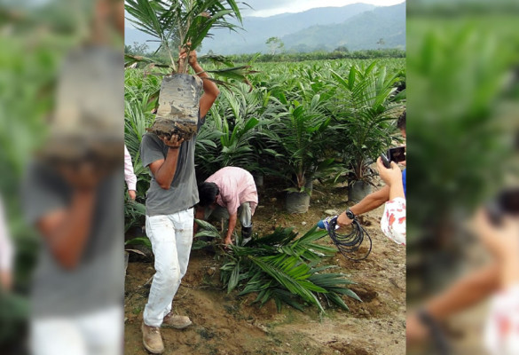 INA y palmeros se unen para aumentar producción