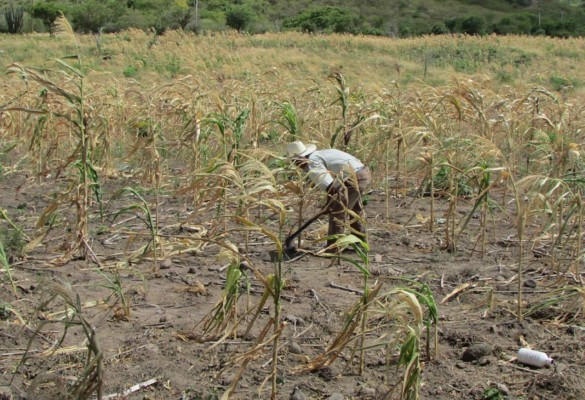 Sequía arrebata más de L4 millones diarios a ganaderos de Honduras