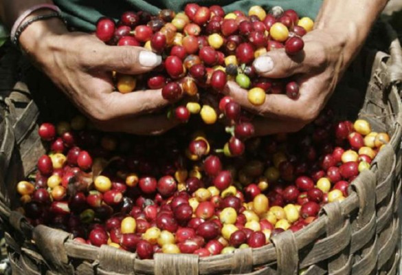 Tostadores pagan más de $200 por quintal de café hondureño