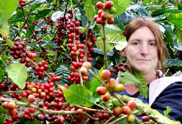 Exportaciones de café hondureño 2014-15 crecen un 21%