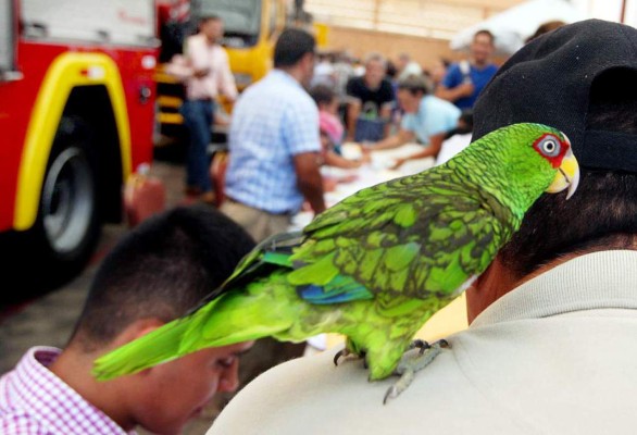 Honduras: inicia devolución del pago por registro de aves