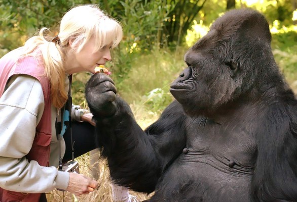 Murió Koko, la gorila californiana que hablaba el lenguaje de signos  