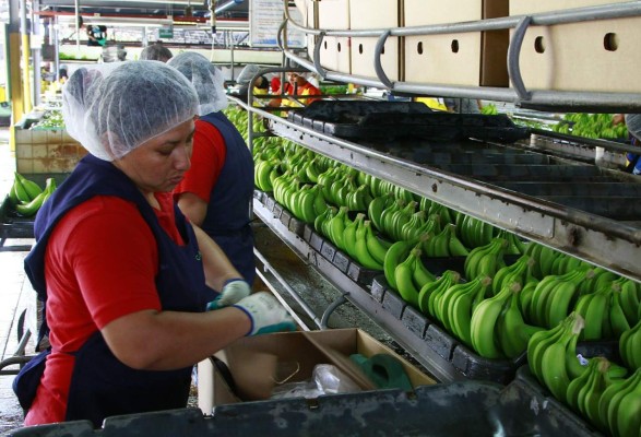 Bananos, melones y piñas, las frutas más exportadas