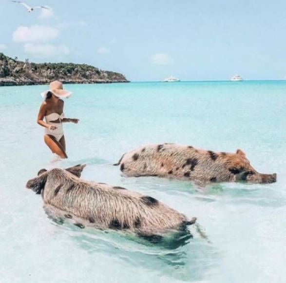 Los cerdos salvajes que nadan junto a los turistas era otra de las atracciones que Abaco ofrecía antes de recibir el impacto directo del huracán categoría 5.