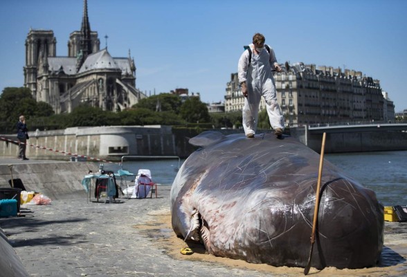 Un cachalote encalla en París para denunciar el cambio climático