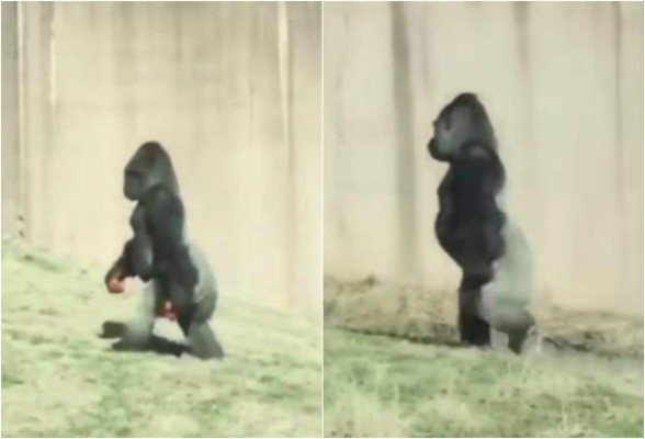 Video: El sorprendente gorila que camina como un humano
