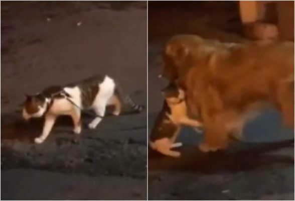 Video: Perro evita pelea de gatos de una forma peculiar y se vuelve viral