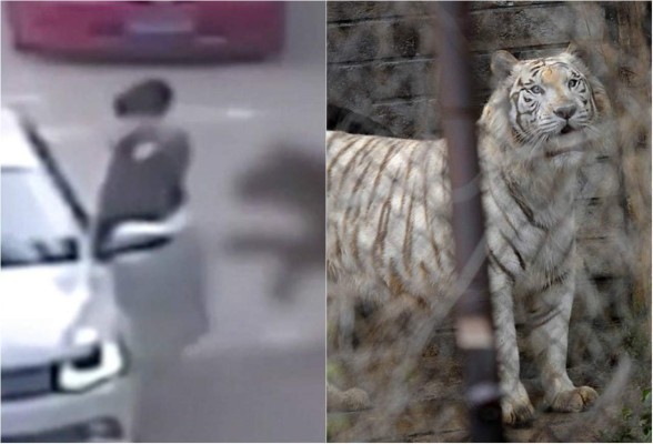 Video: Tigres matan a una mujer en un safari en Pekín